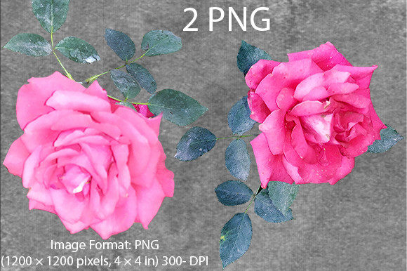 Beautiful Rose Flower PNG Image V2