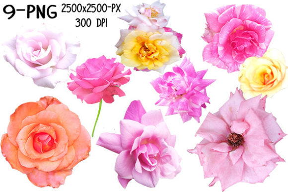 Rose Bundle–9 PNG Files