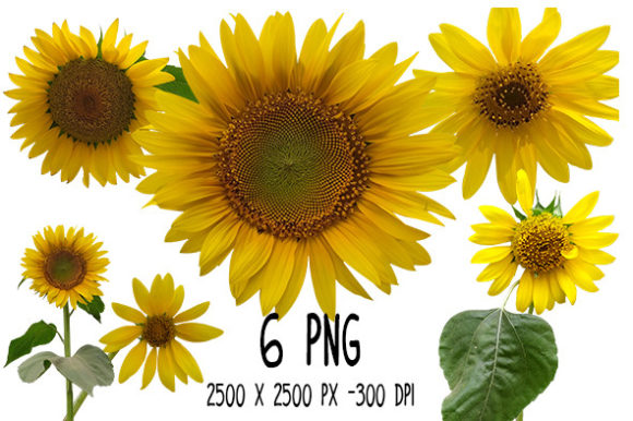 Sunflower Bundle – 6 PNG Files